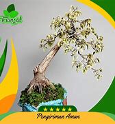 Bonsai Beringin Putih