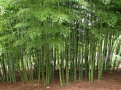 Tinggi Bambu Jepang